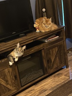 Litter: Juno & Remington<br>
Forever Home: Ms. Lee Anne