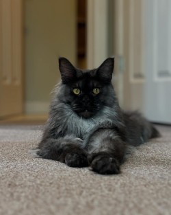 Litter: Juno & Remington<br>
Forever Home: Ms. Michelle