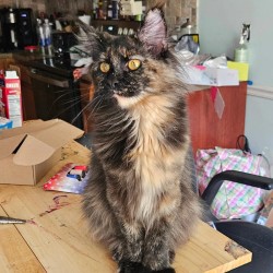 Litter: Juno / Ziva & Remington<br>
Forever Home: Ms. Linnea