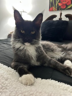 Litter: Juno & Remington<br>
Forever Home: Ms. Mackenzie