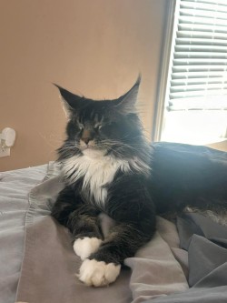 Litter: Juno & Remington<br>
Forever Home: Ms. Lori