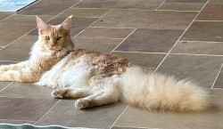 Litter: Ziva & Remington<br>
Forever Home: Ms. Kathy