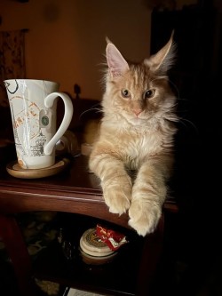 Litter: Ziva & Remington<br>
Forever Home: Ms. Leela