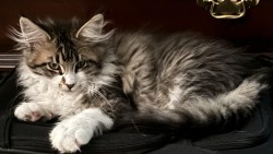 Litter: Pepper & Remington<br>
Forever Home: Ms. Elissa