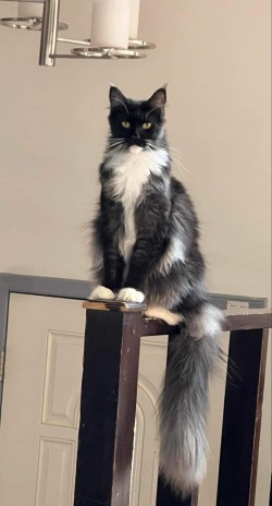 Litter: Juno / Remington<br>
Forever Home: Ms. Margarita