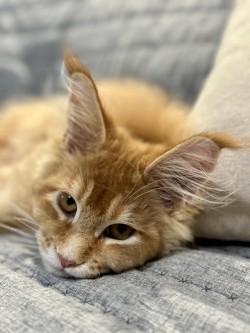 Litter: <br>
Forever Home: