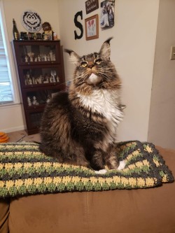 Litter: Juno & Remington<br>