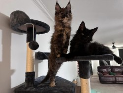 Litter: Ziva & Remington<br>