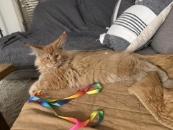 Litter: <br>
Forever Home: