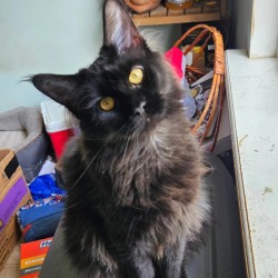 Litter: Juno / Ziva & Remington<br>
Forever Home: Ms. Linnea