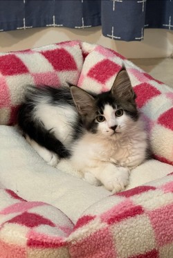 Litter: Pepper & Remington<br>
Forever Home: Brittini, Brooklyn, Brynlee and Bobby