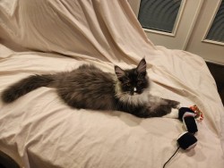 Litter: <br>
Forever Home: