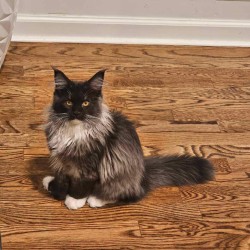 Litter: <br>
Forever Home: