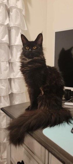 Litter: Juno & Remington<br>
Forever Home: Ms. Dawn