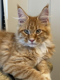 Litter: Pepper & Remington<br>
Forever Home: Ms. Barbara