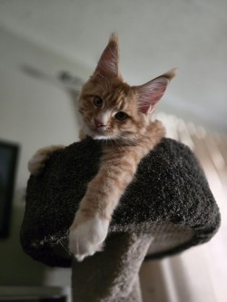 Litter: Pepper & Remington<br>