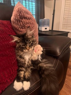 Litter: Juno & Remington<br>
Forever Home: Ms. Melissa