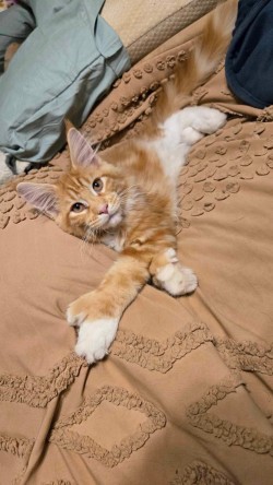 Litter: <br>
Forever Home: