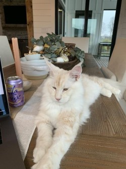 Litter: Juno & Remington<br>