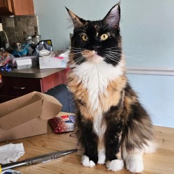 Litter: Juno / Ziva & Remington<br>
Forever Home: Ms. Linnea