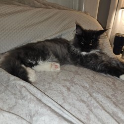 Litter: <br>
Forever Home: