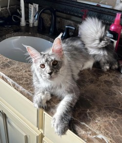 Litter: Juno & Remington<br>
Forever Home: Ms. Kathy